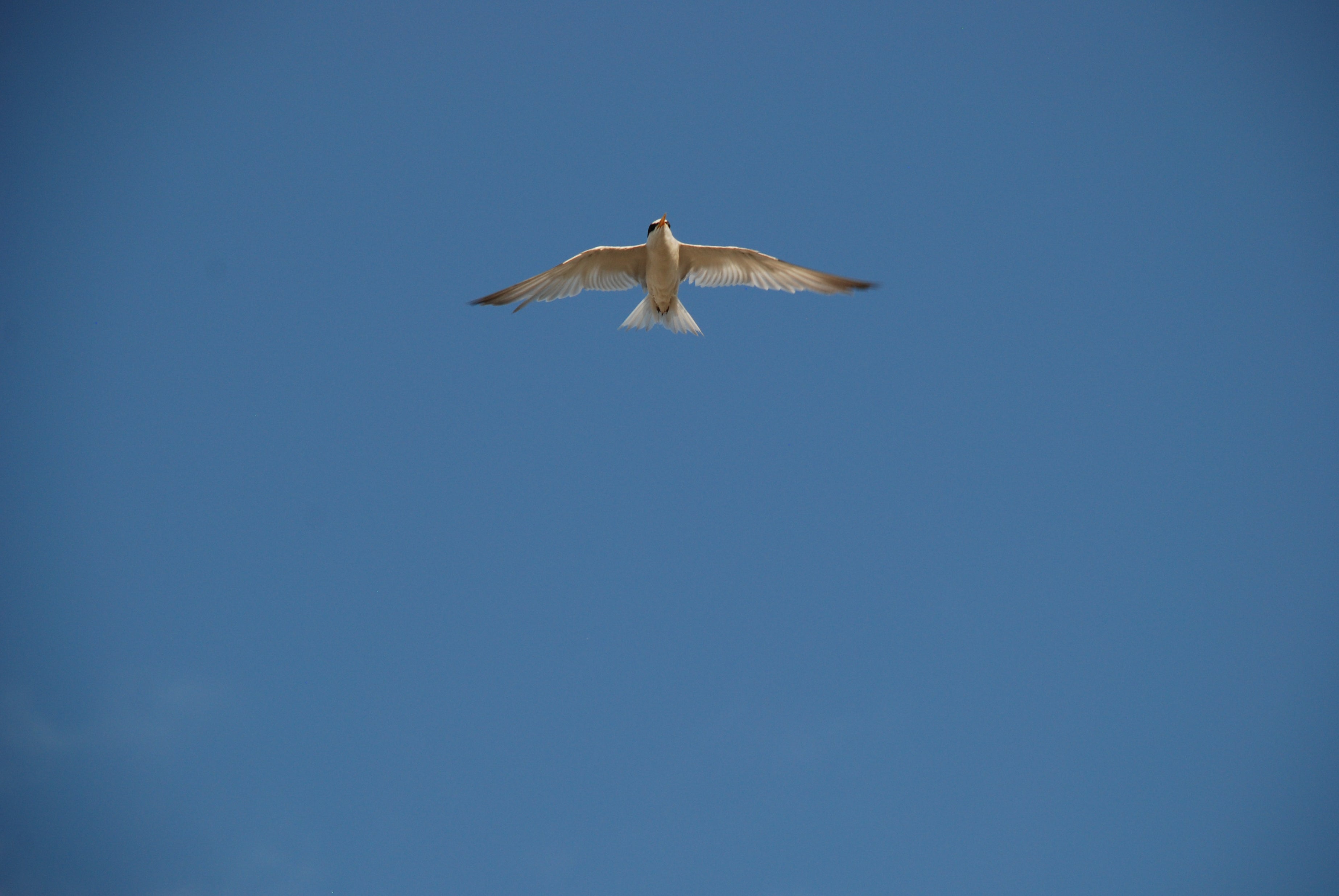 Least Tern. Photo: David J. Ringer/Audubon.
