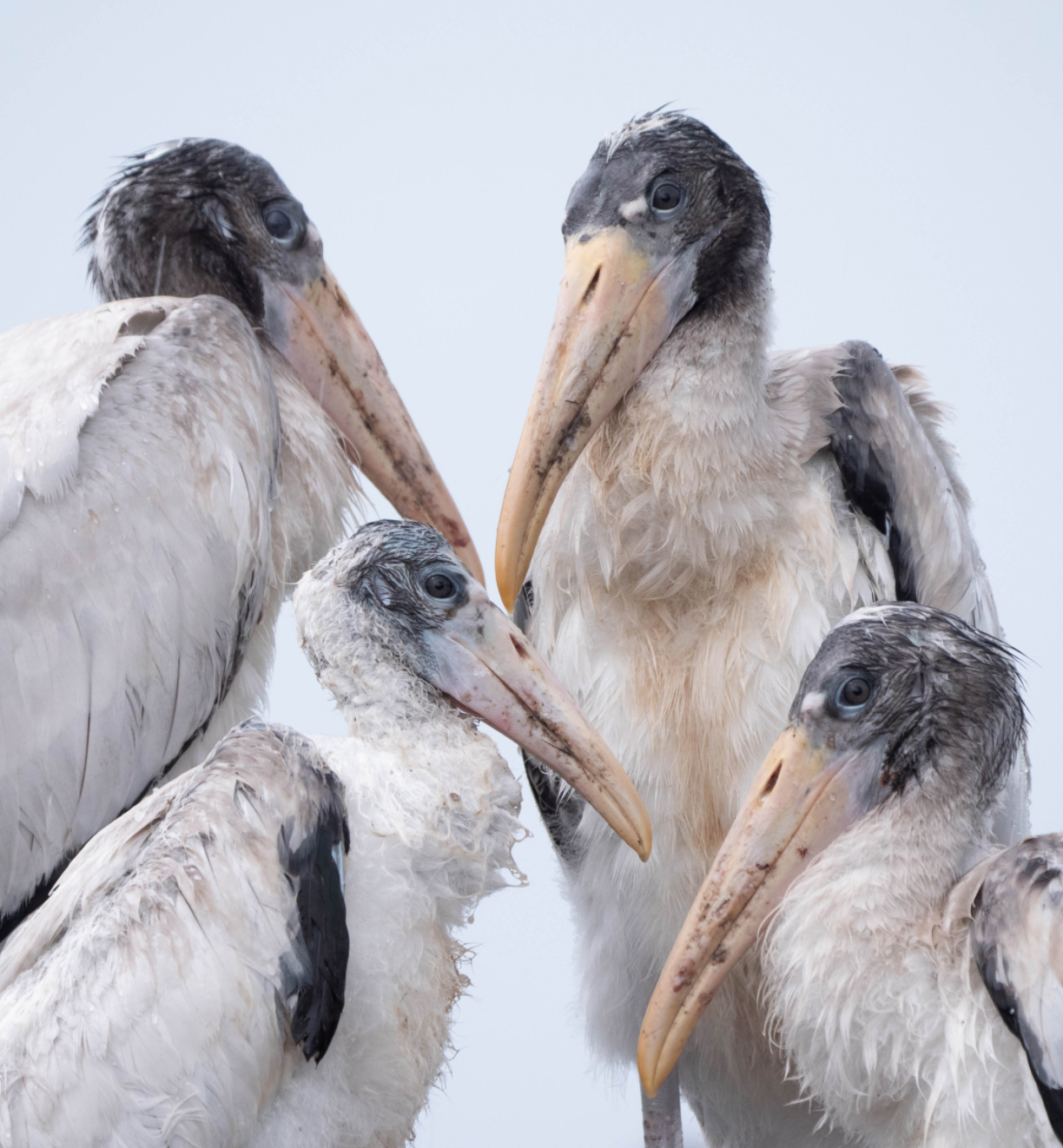 Wood Storks