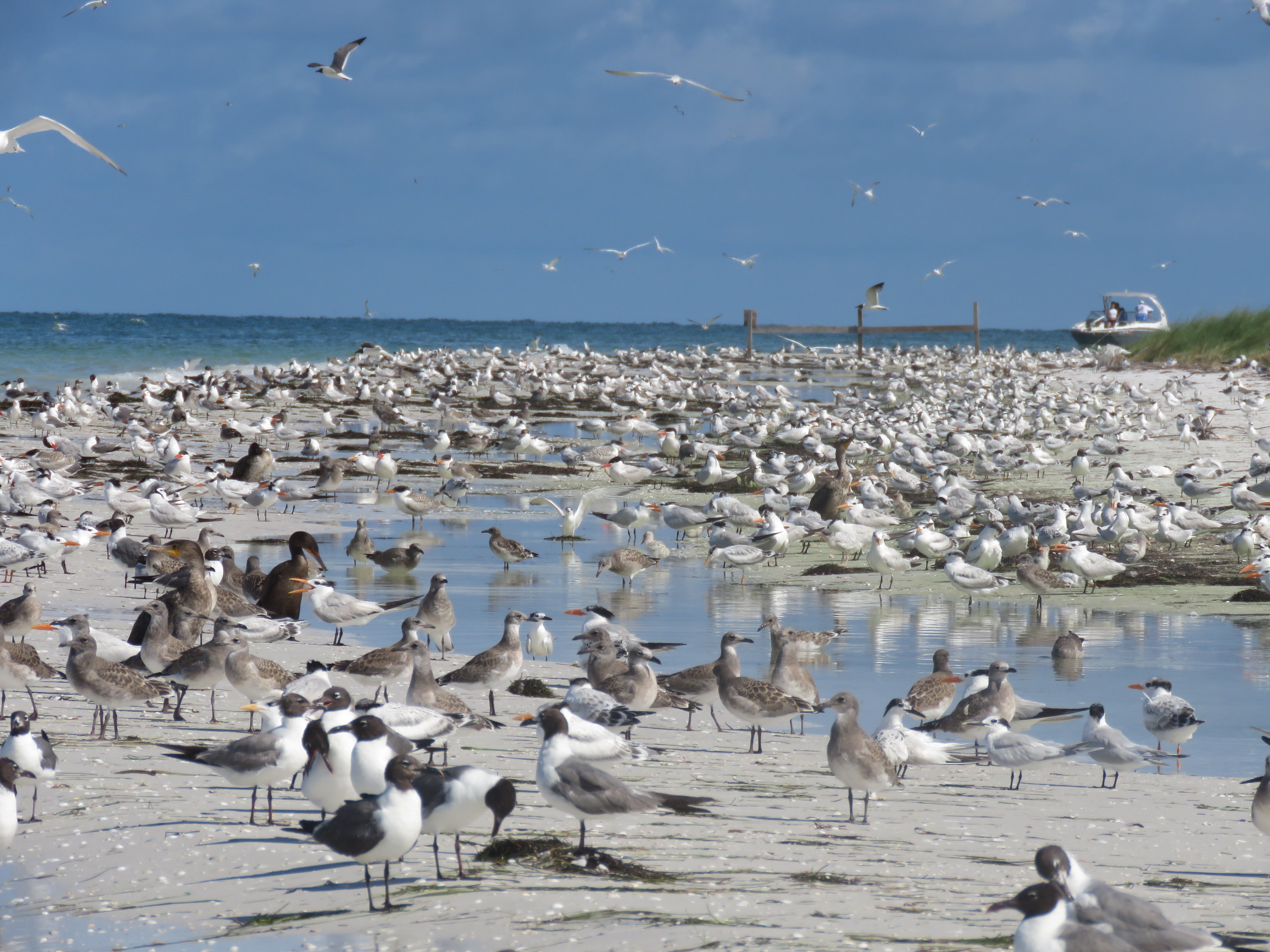 Incredible bird diversity on Three Rooker.