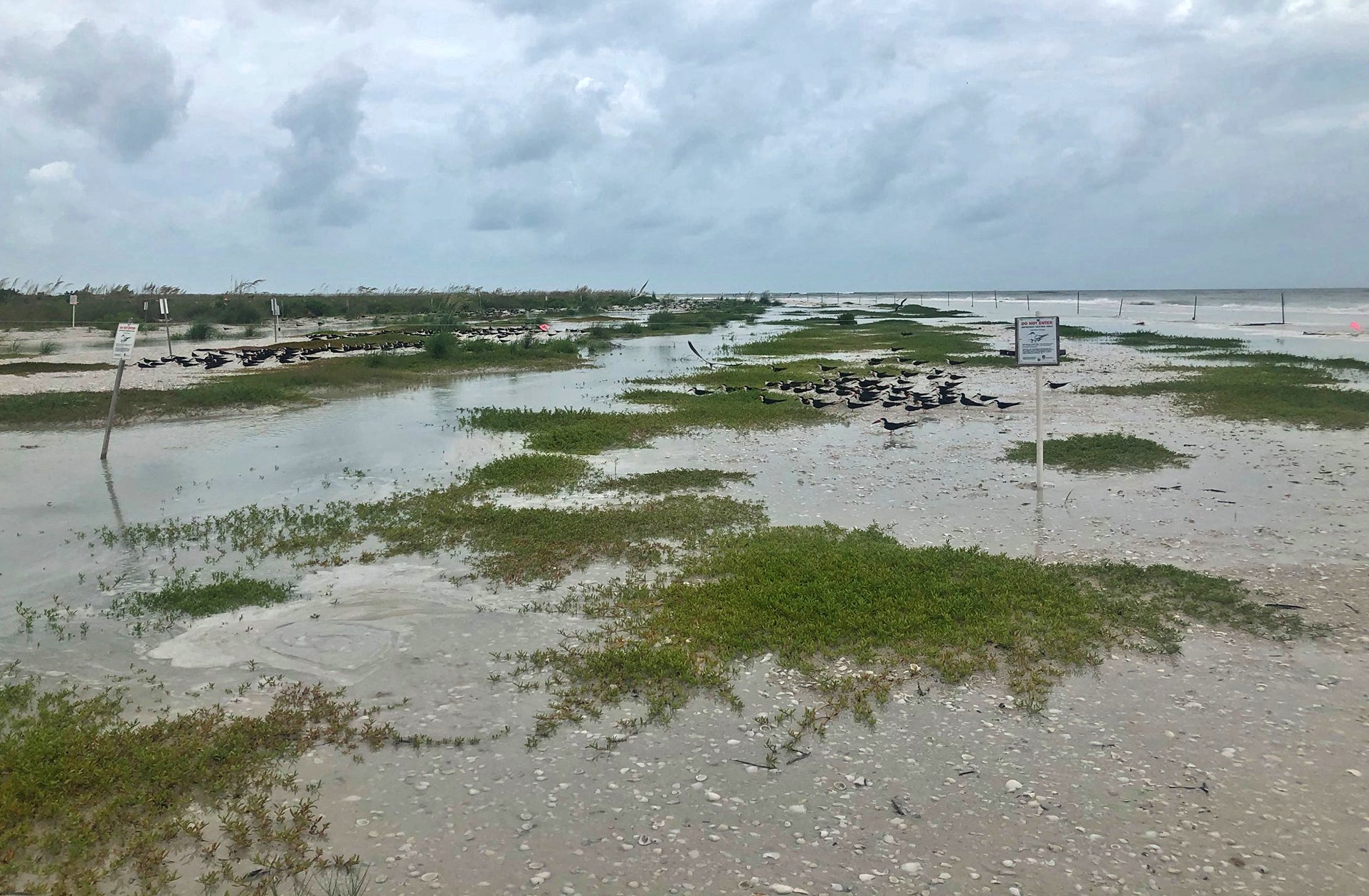 Black Skimmer colony on Marco Island.