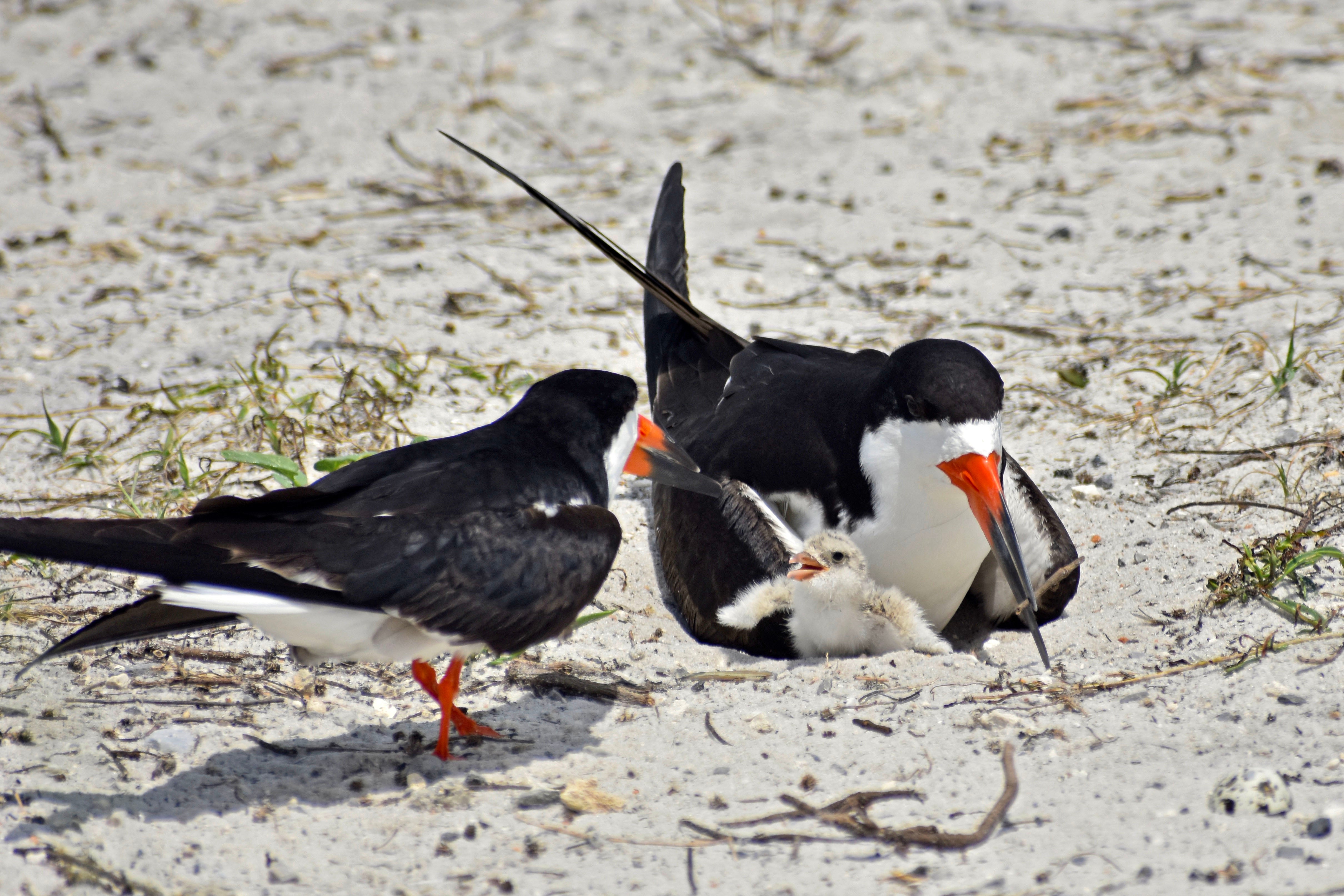 Black Skimmers on the Navarre Causeway.