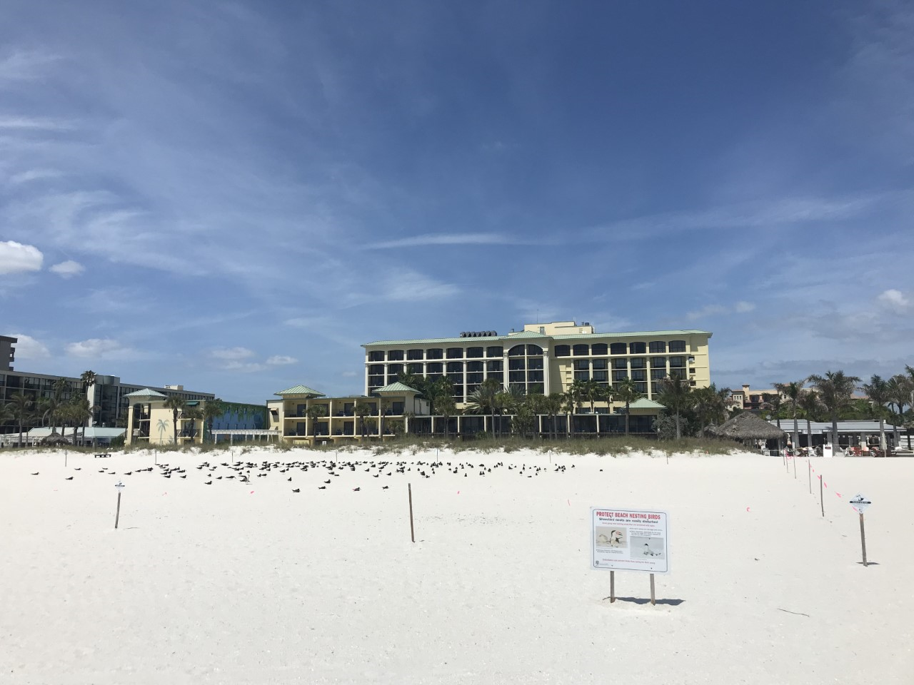 Black Skimmer colony in front of the Sirata Resort. Photo: Holley Short.