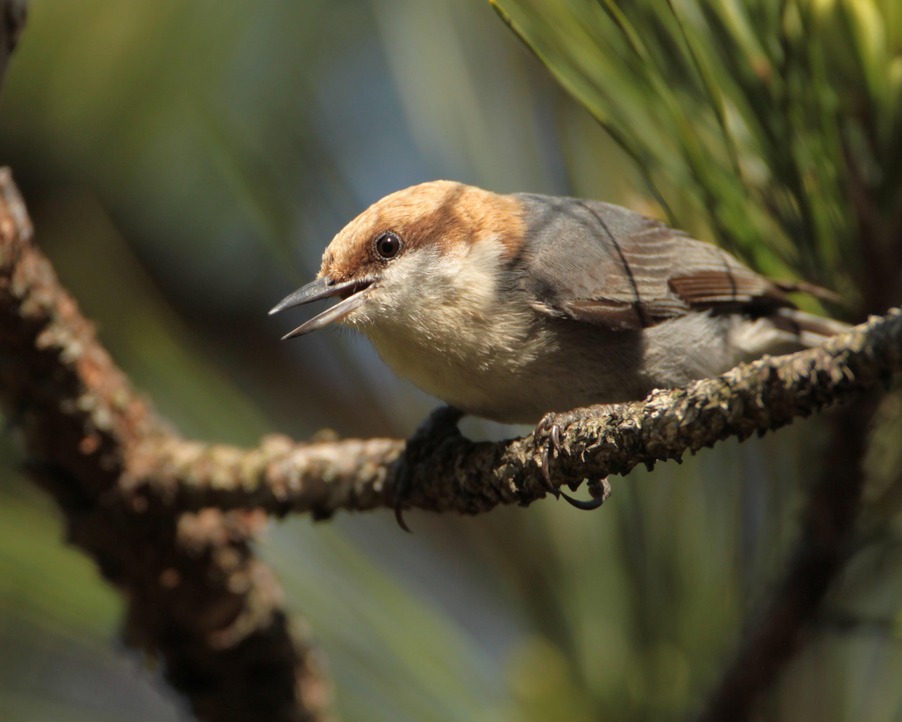 Brown-headed Nuthatch. Photo: Matt Tillet/ Flickr CC by 2.0.