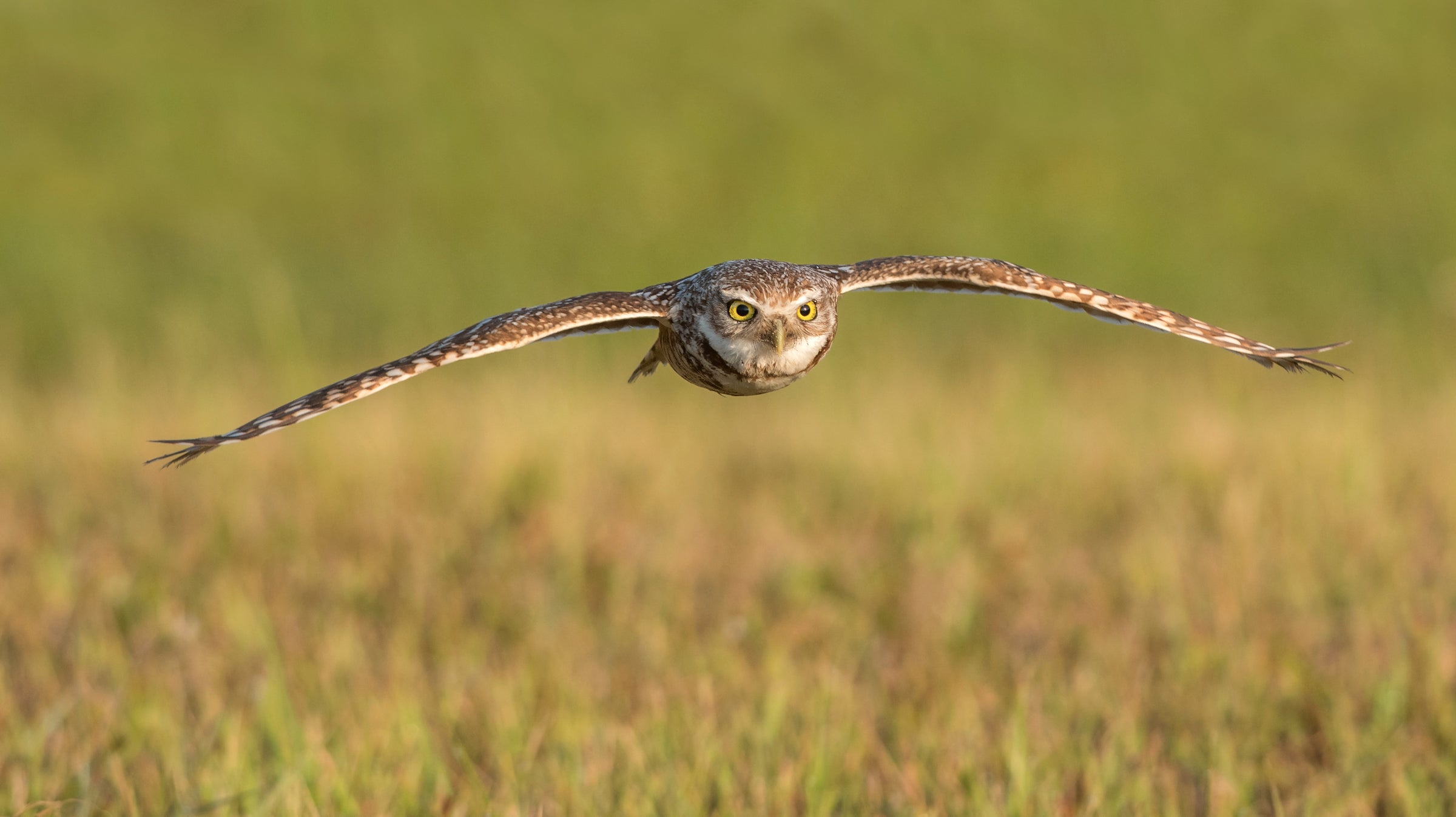 Burrowing Owl in flight