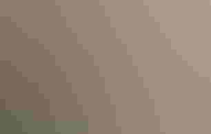 A male juvenile Bald Eagle perches in a wooden enclosure holding a pink rope toy.