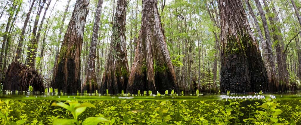 underwater wetlands