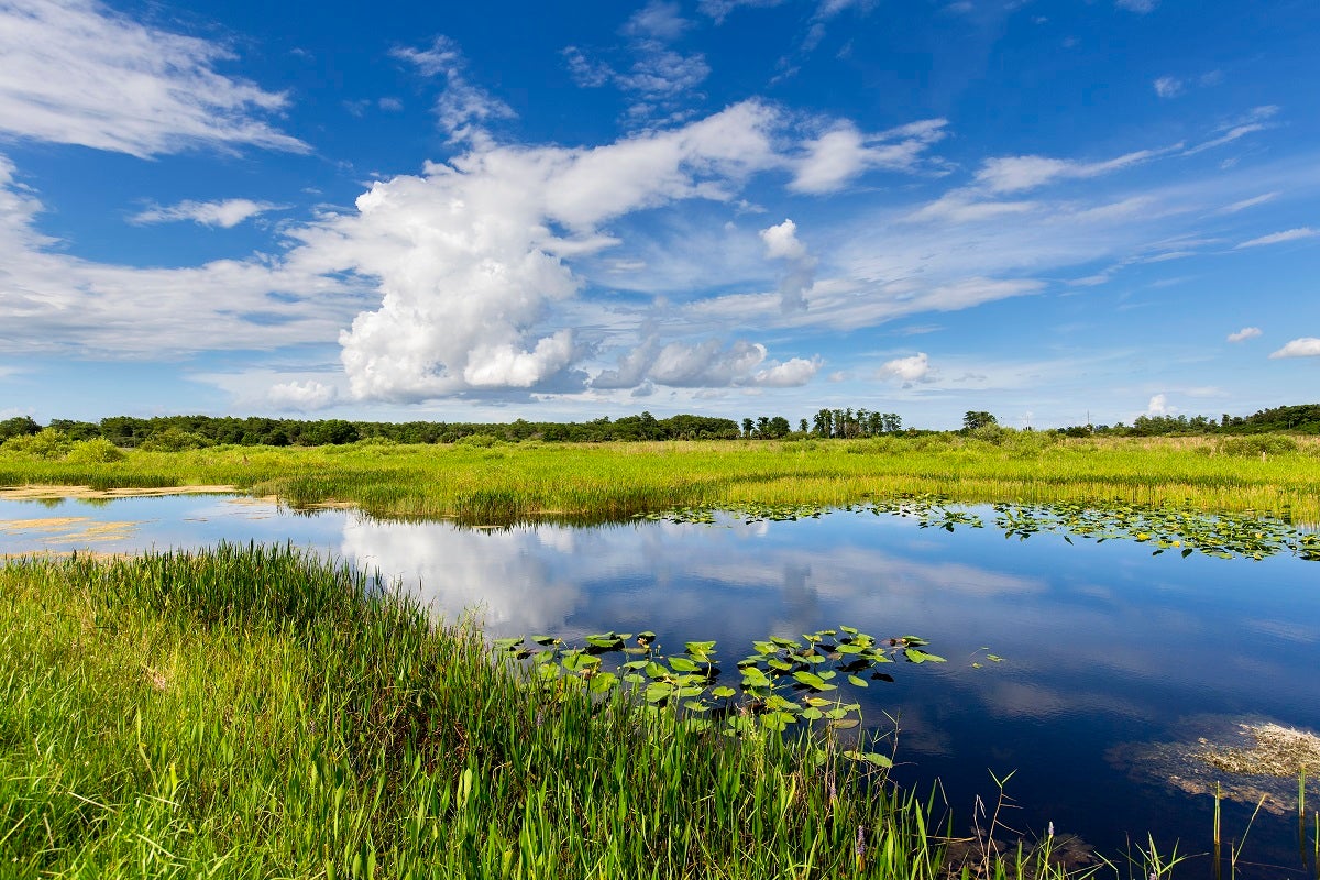Florida Everglades