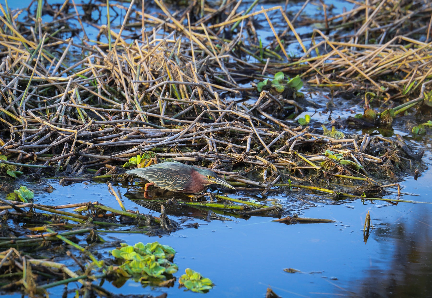 A bird walking in a swamp