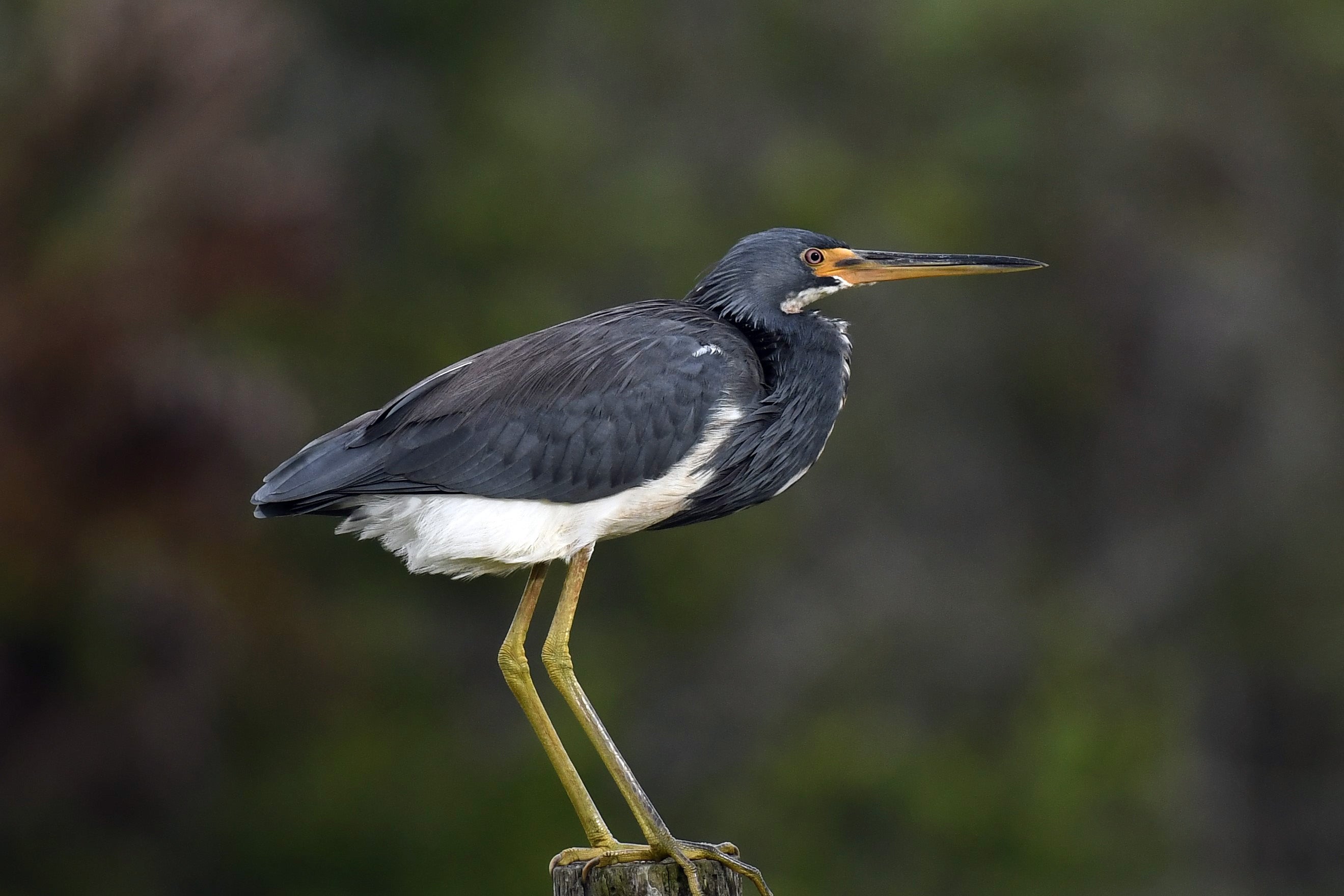 Tricolored Heron. Photo: John Wolaver.