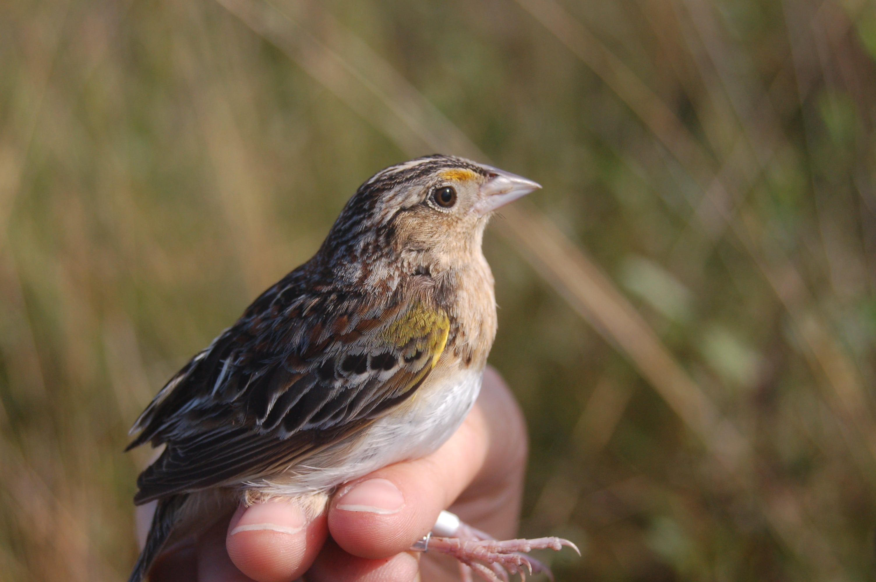 Florida Grasshopper Sparrow. Photo: Marianne Korosy.