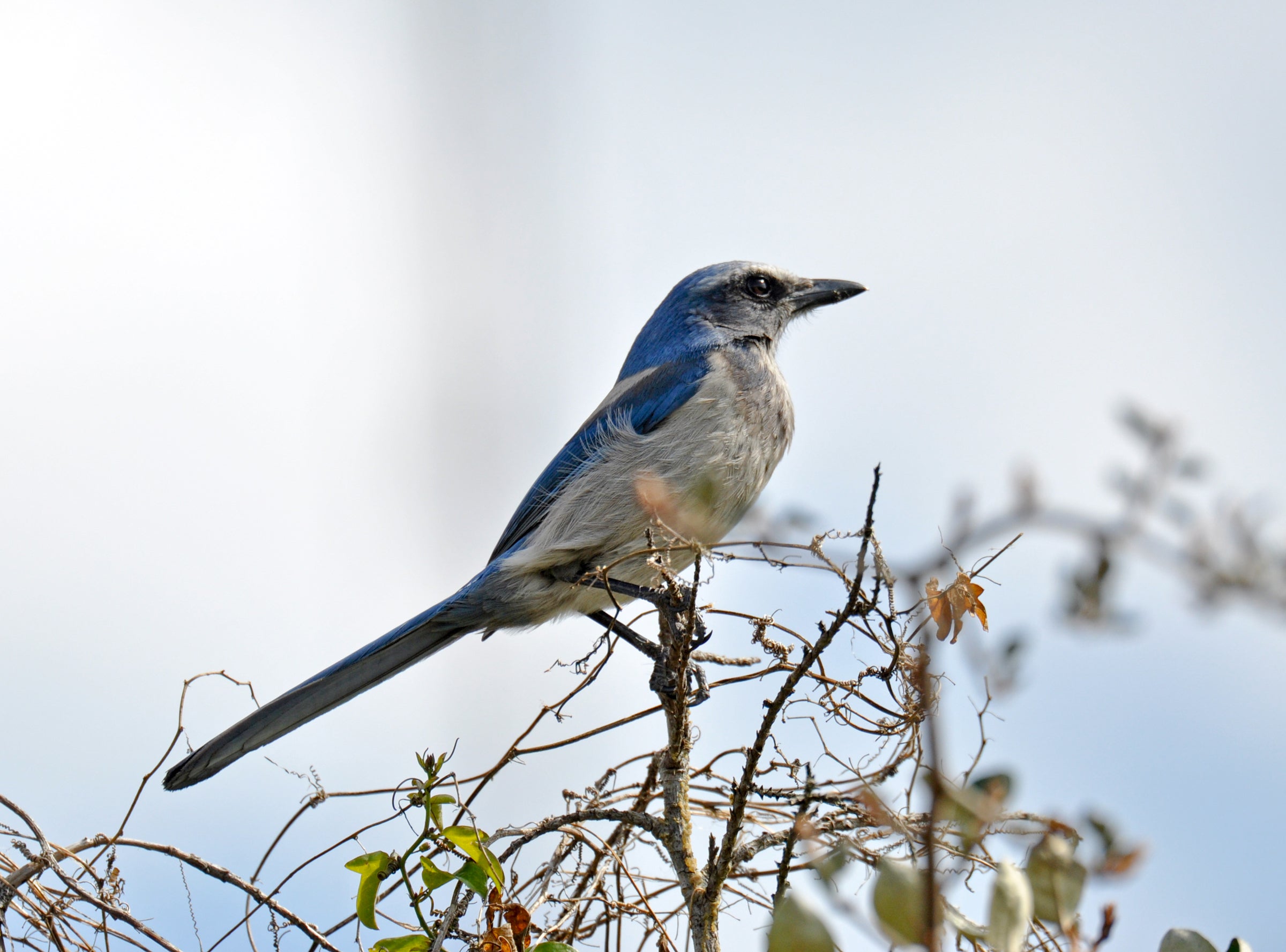 A Florida Scrub-Jay perches on a branch against clear sky.