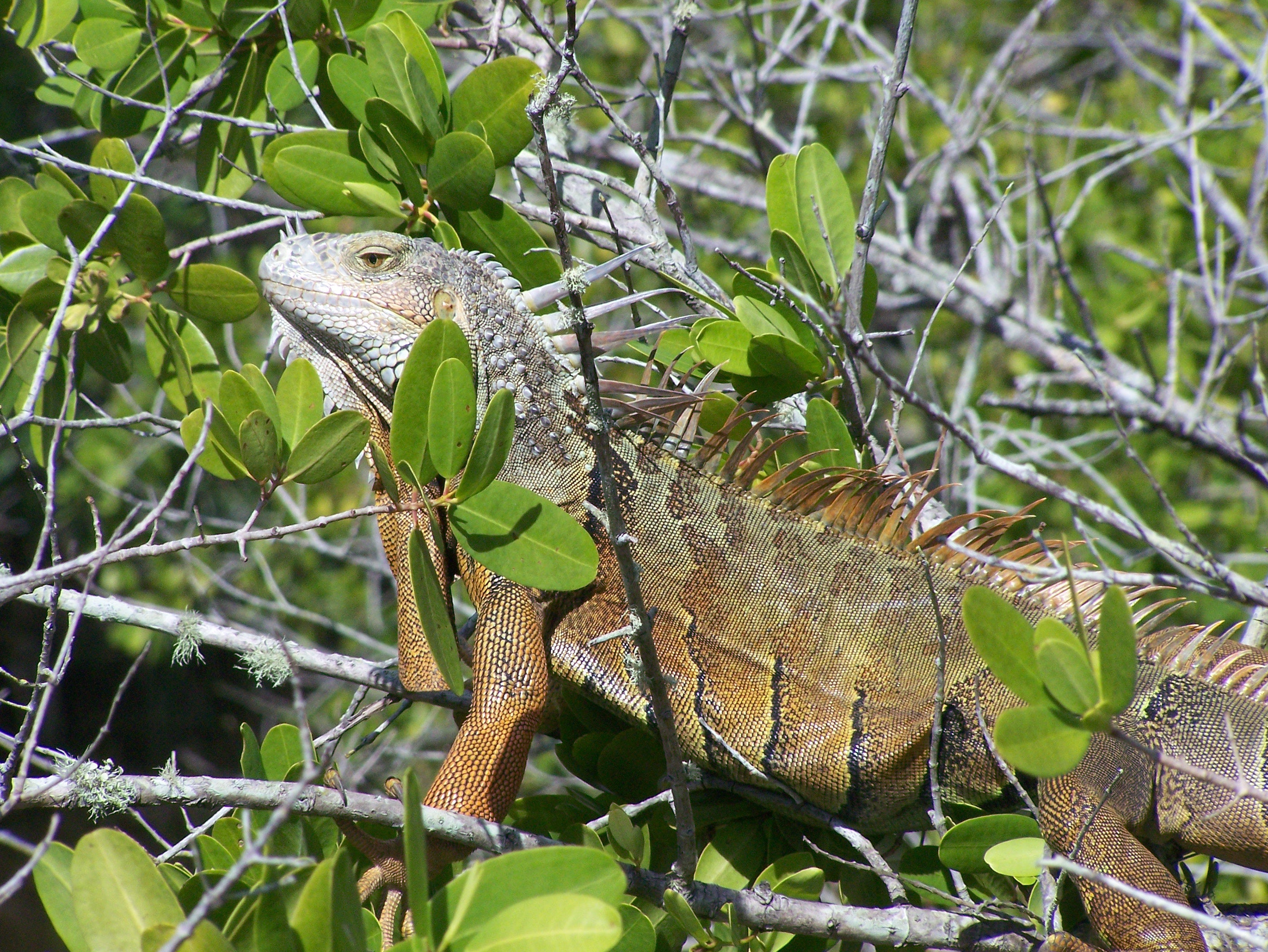 Green iguana