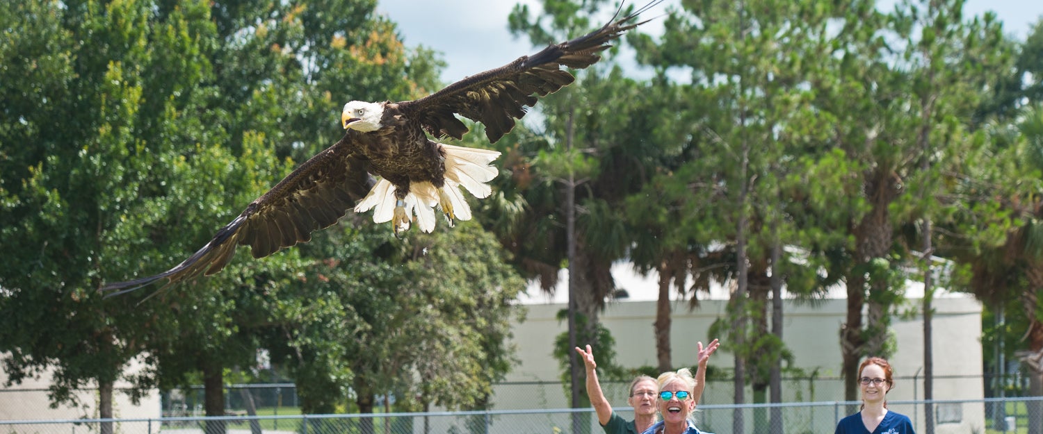 bald eagle released