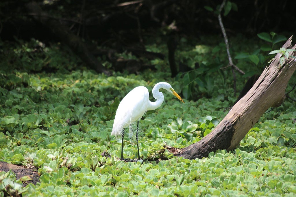 Great Egret.
