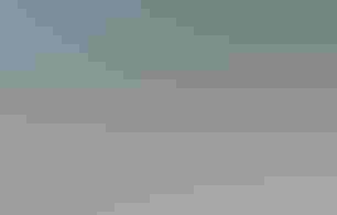 Resting seabirds on Egmont Key, including the banded Brown Pelican.