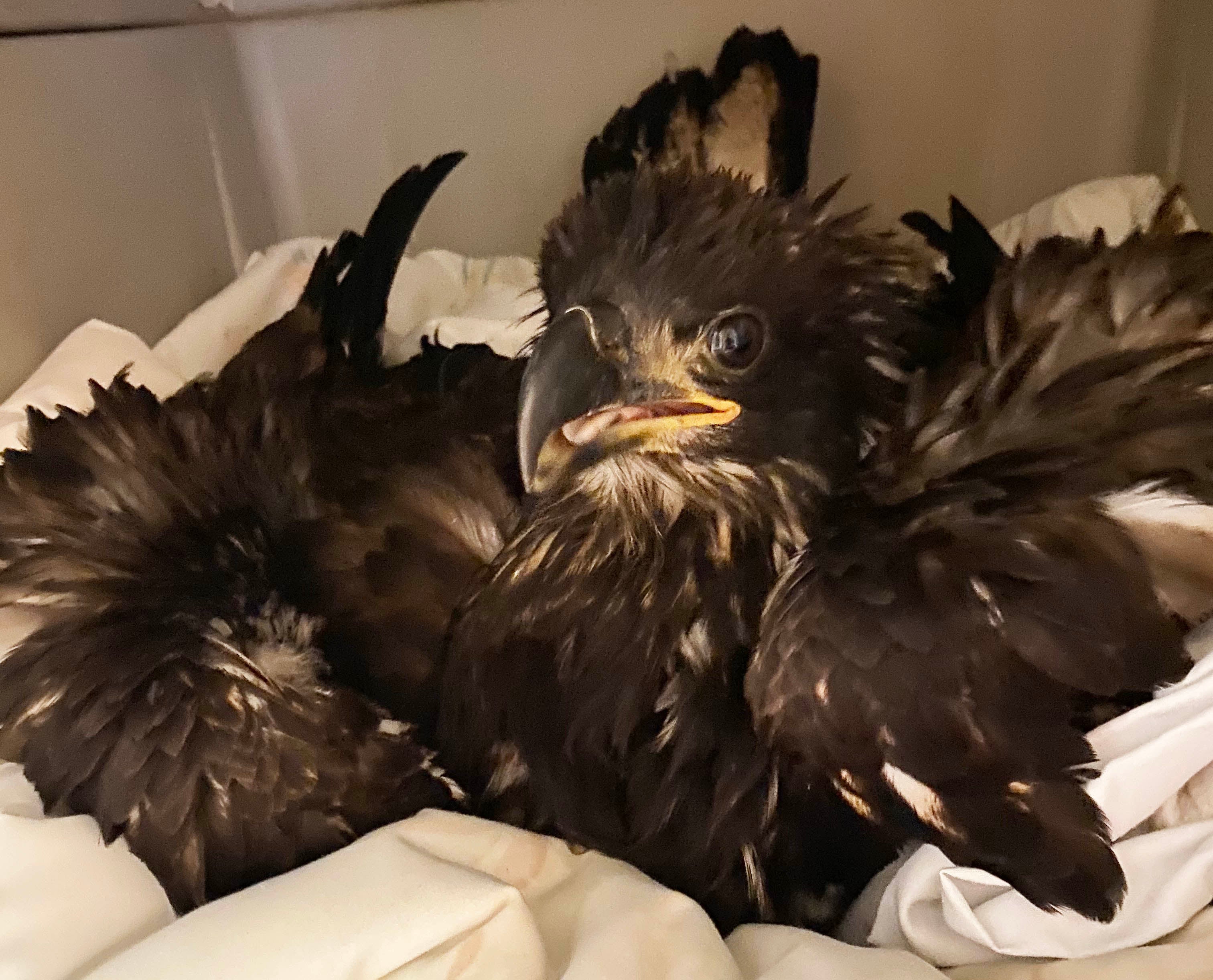 Juvenile Bald Eagle at the Center for Birds of Prey.