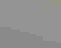 A tagged Black Skimmer rests amidst a mixed flock of gulls, terns, pelicans.