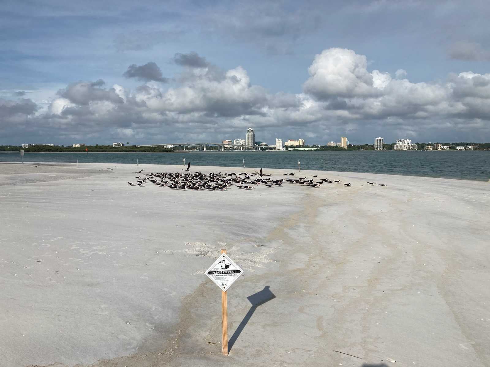 Black Skimmers regroup after Hurricane Elsa.