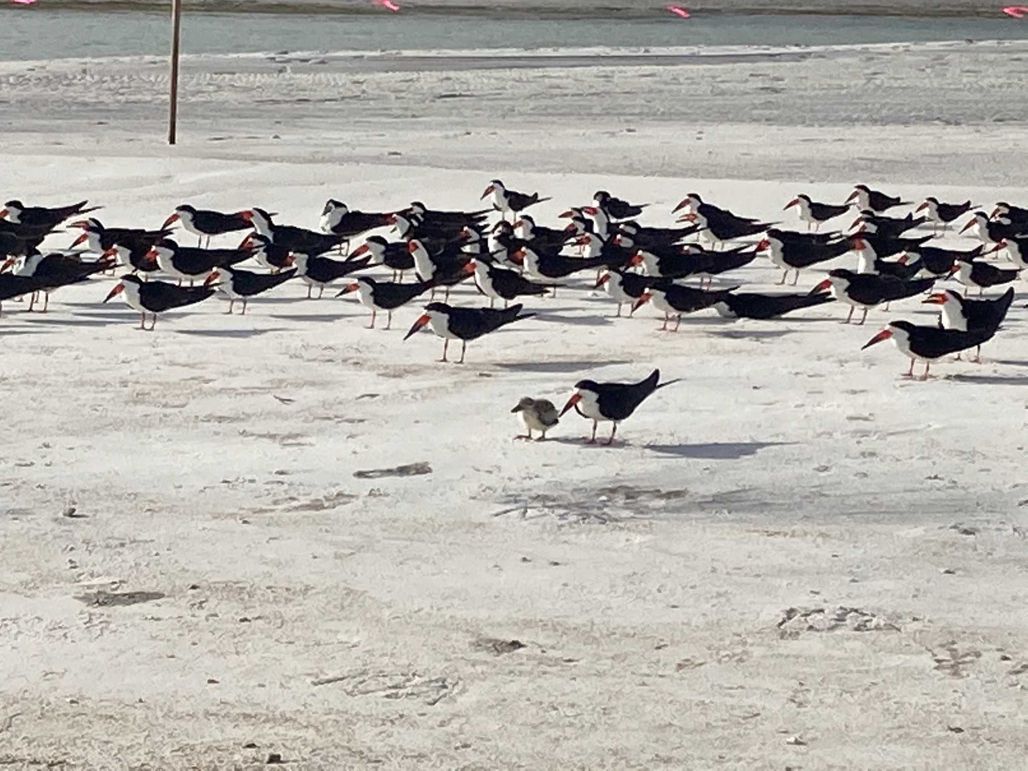 Two chicks survived Hurricane Elsa in Clearwater.