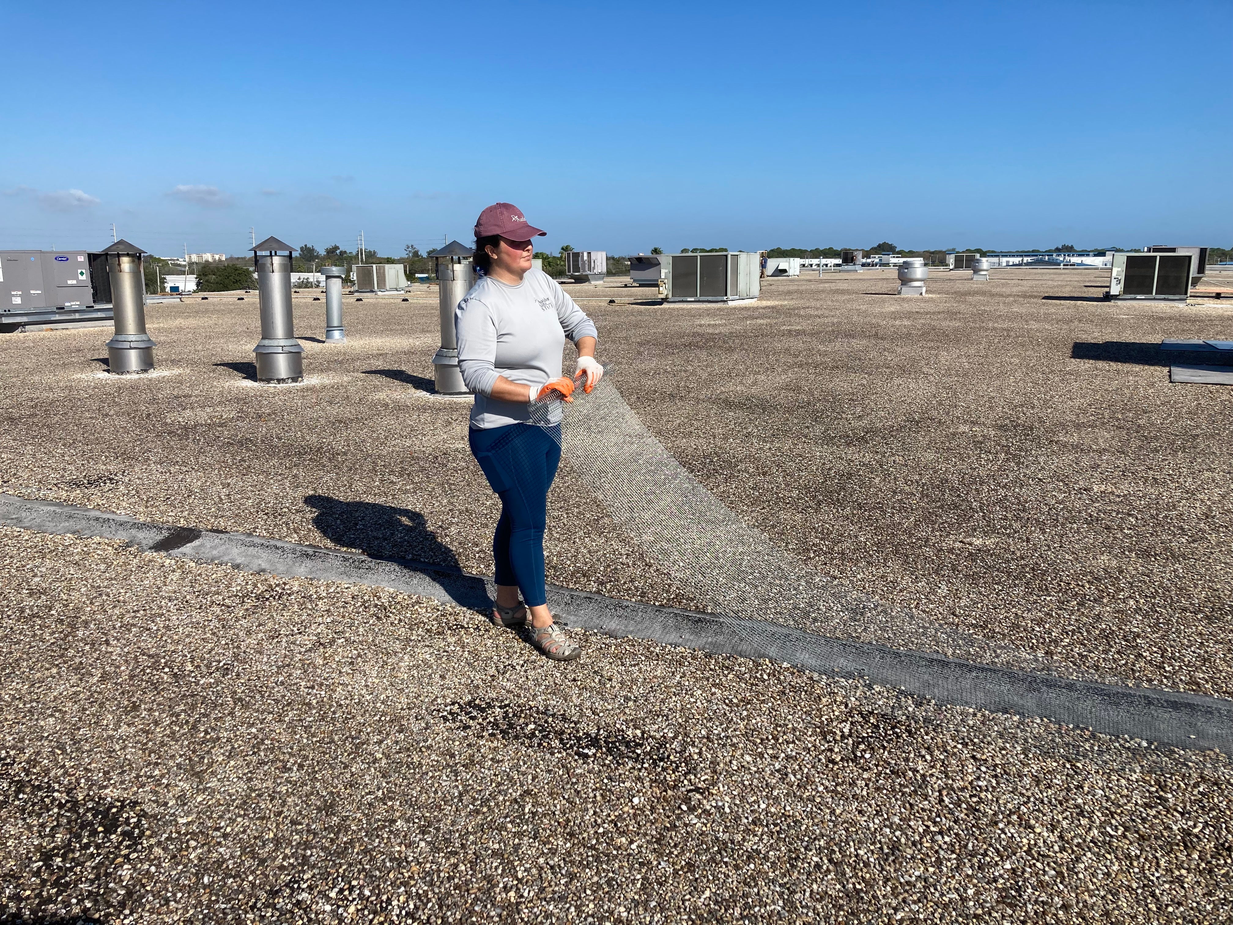 Kara Cook unrolls chick fencing (a long strip of wire mesh) on top of a gravel rooftop.