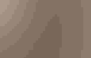 A banded Bald Eagle flying through the year.