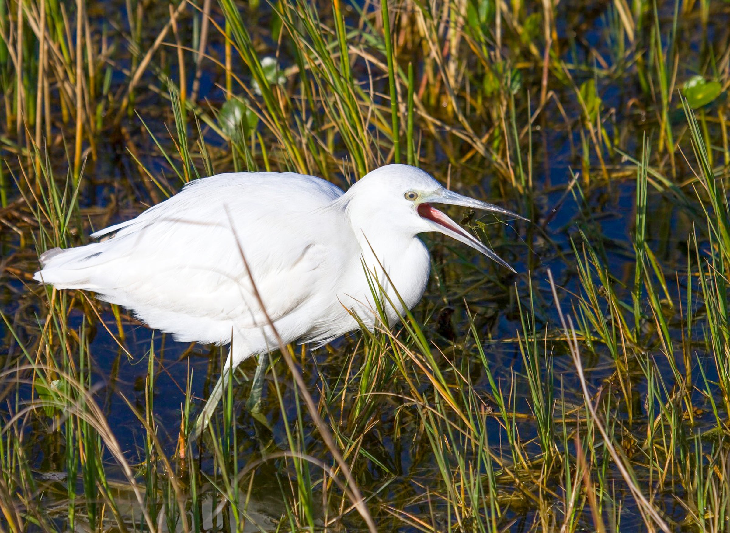 Little Blue Heron. Photo: Mark Eden / Great Backyard Bird Count.