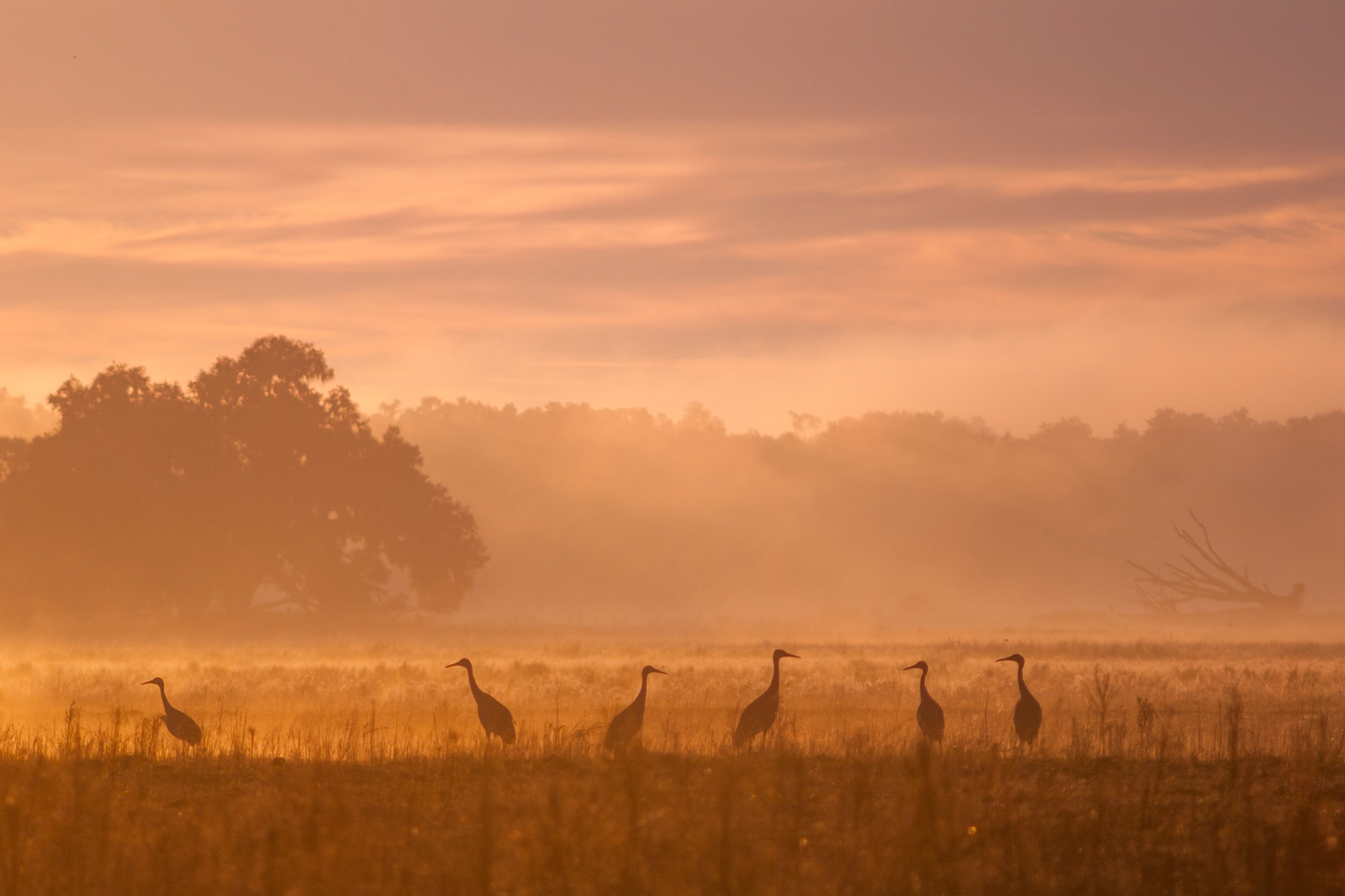 Sandhill Crane silhouettes at sunrise on Kanapaha Prairie.