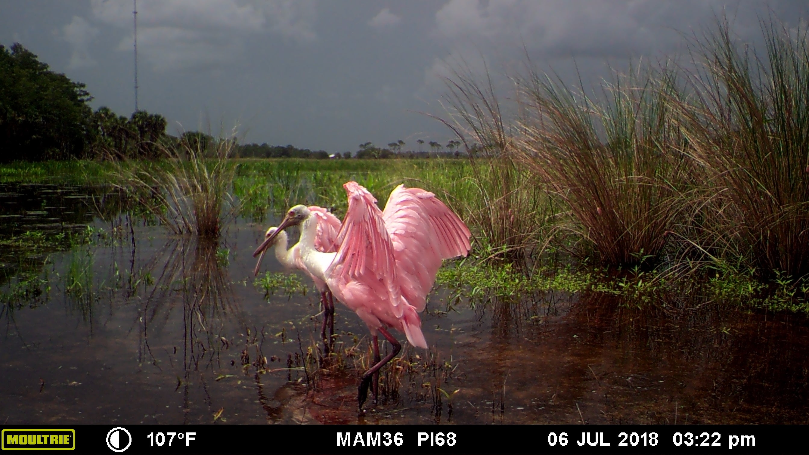 Roseate Spoonbills.