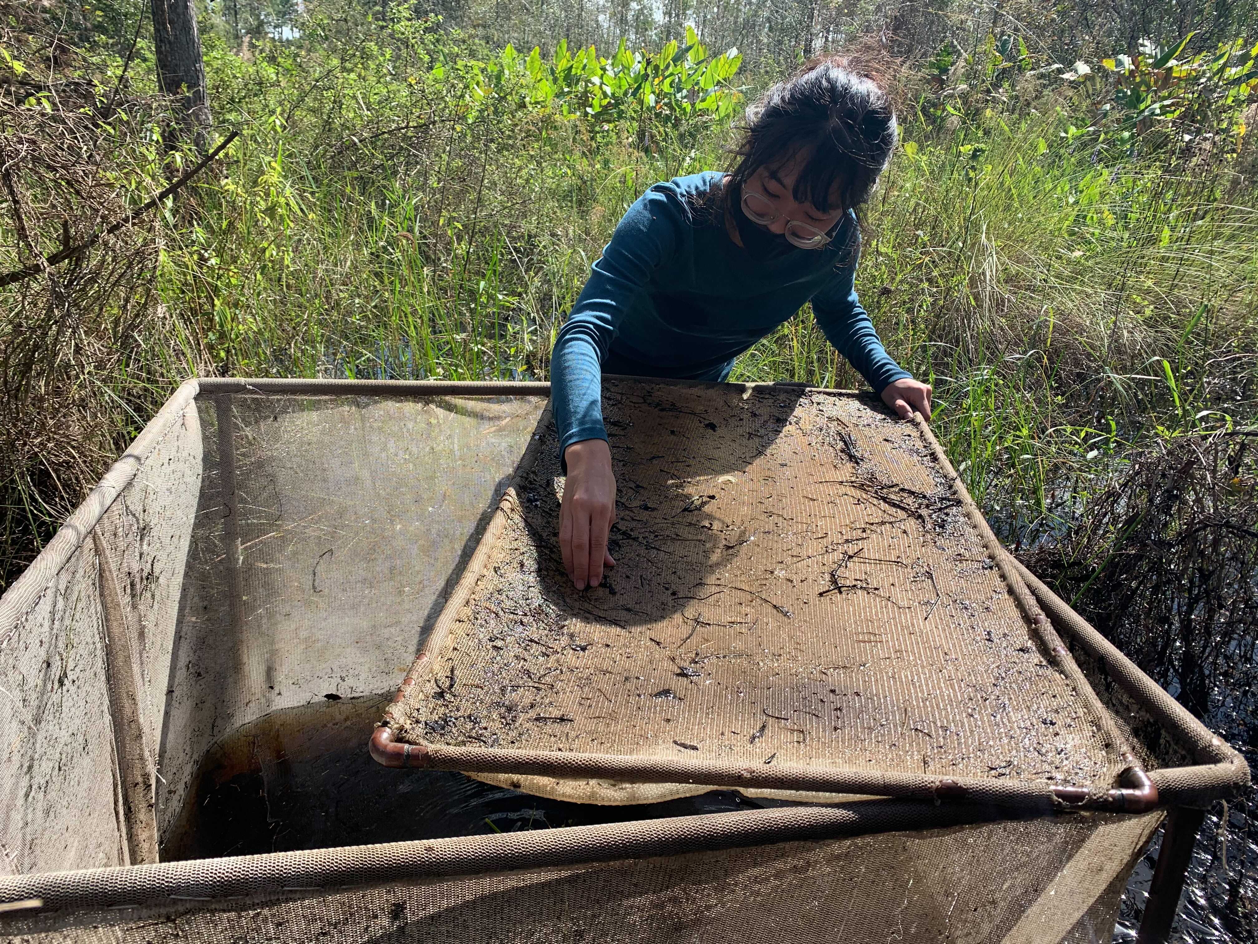 A student volunteer collects data on fish populations.