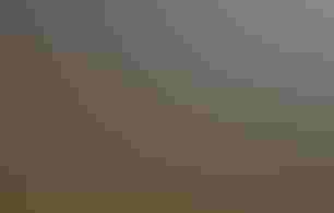 A Bald Eagle in its nest with two chicks.