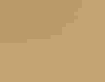 An American Kestrel in flight, flying low over a meadow of yellow grass.