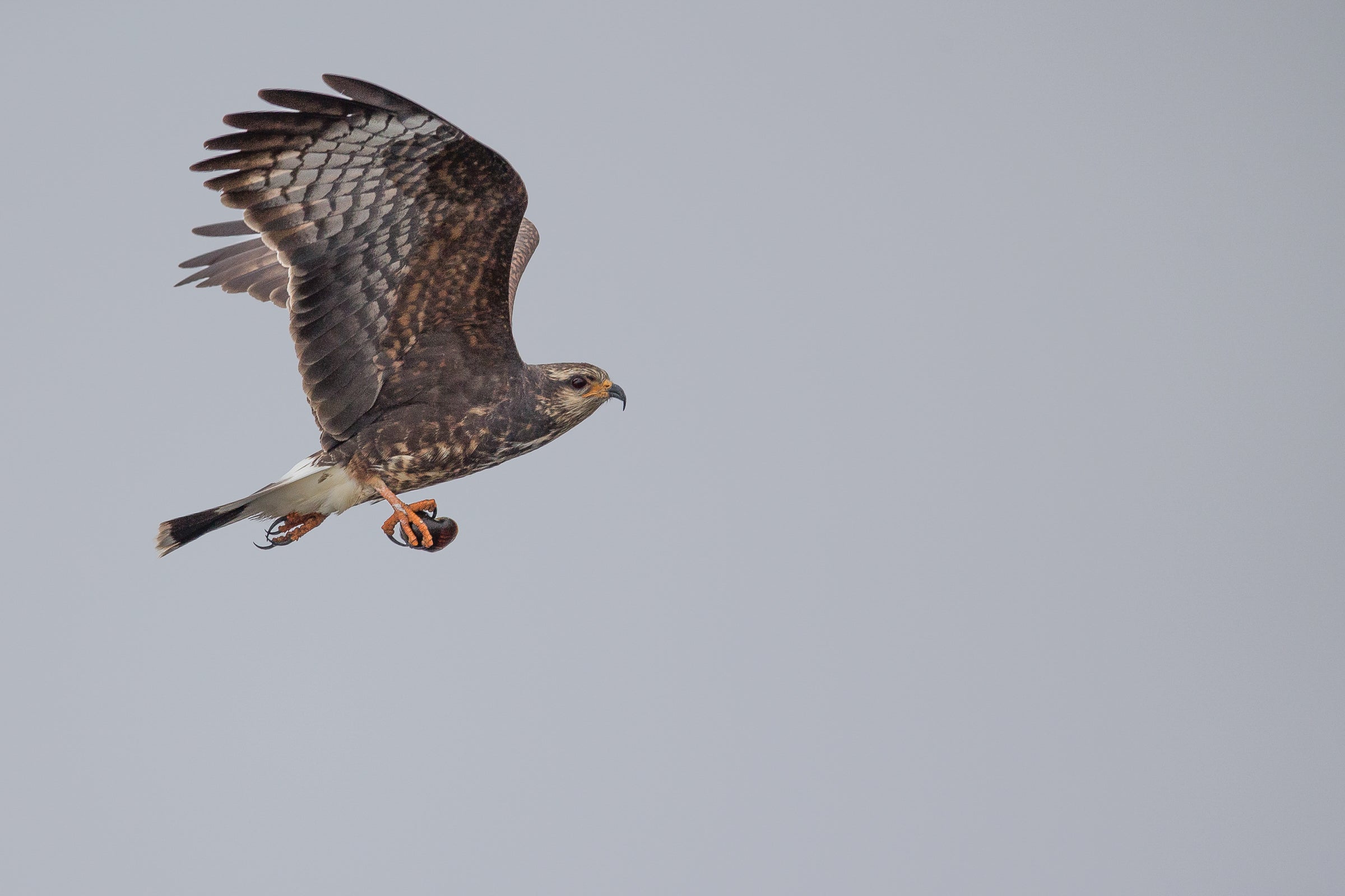 Snail Kite in flight. Photo: Sandra Rothenberg.