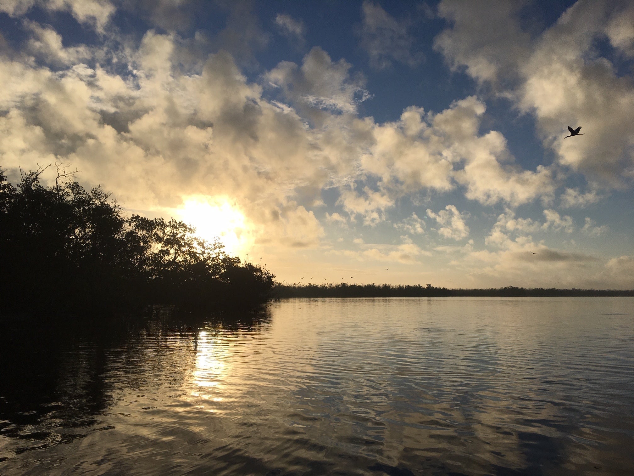 A view of the water and surrounding foliage at Florida Keys National Marine Sanctuary.
