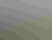 water in a wetland, surrounded by grass and trees