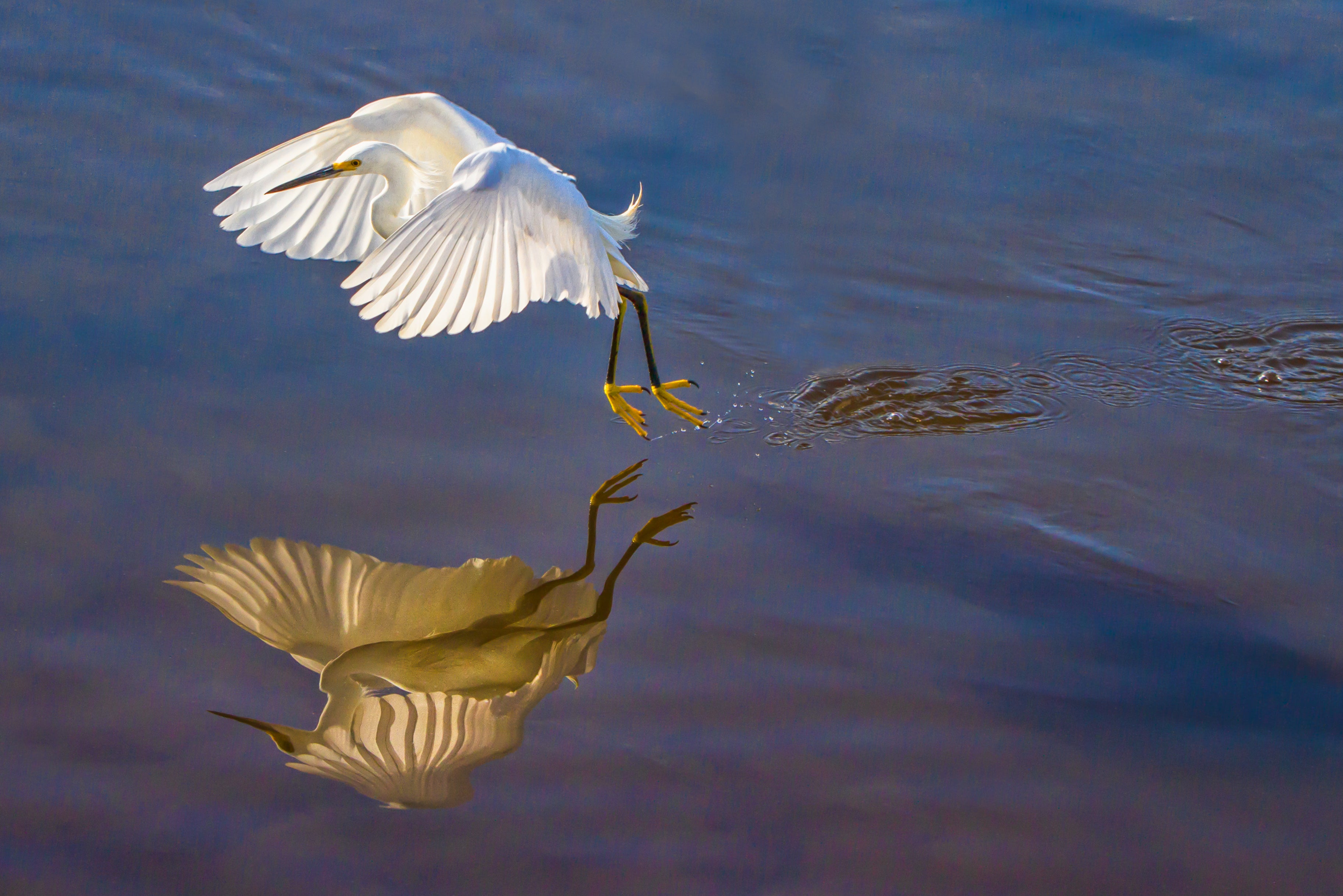 A white bird in flight