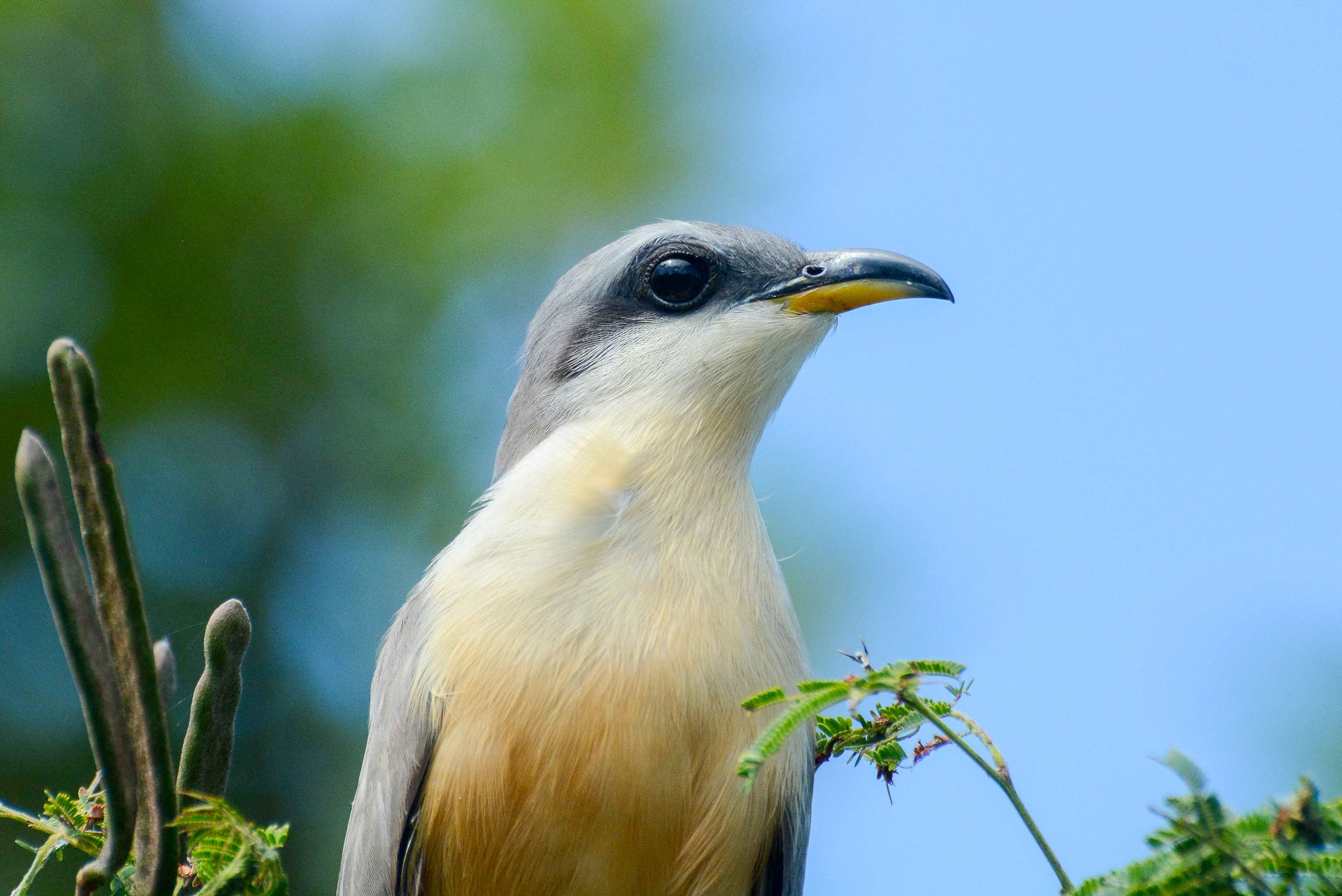 close up of a bird