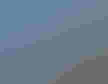 A group of Black-bellied Whistling Ducks standing at the edge of the water at Corkscrew Swamp Sanctuary. Photo: Alex Meinders.