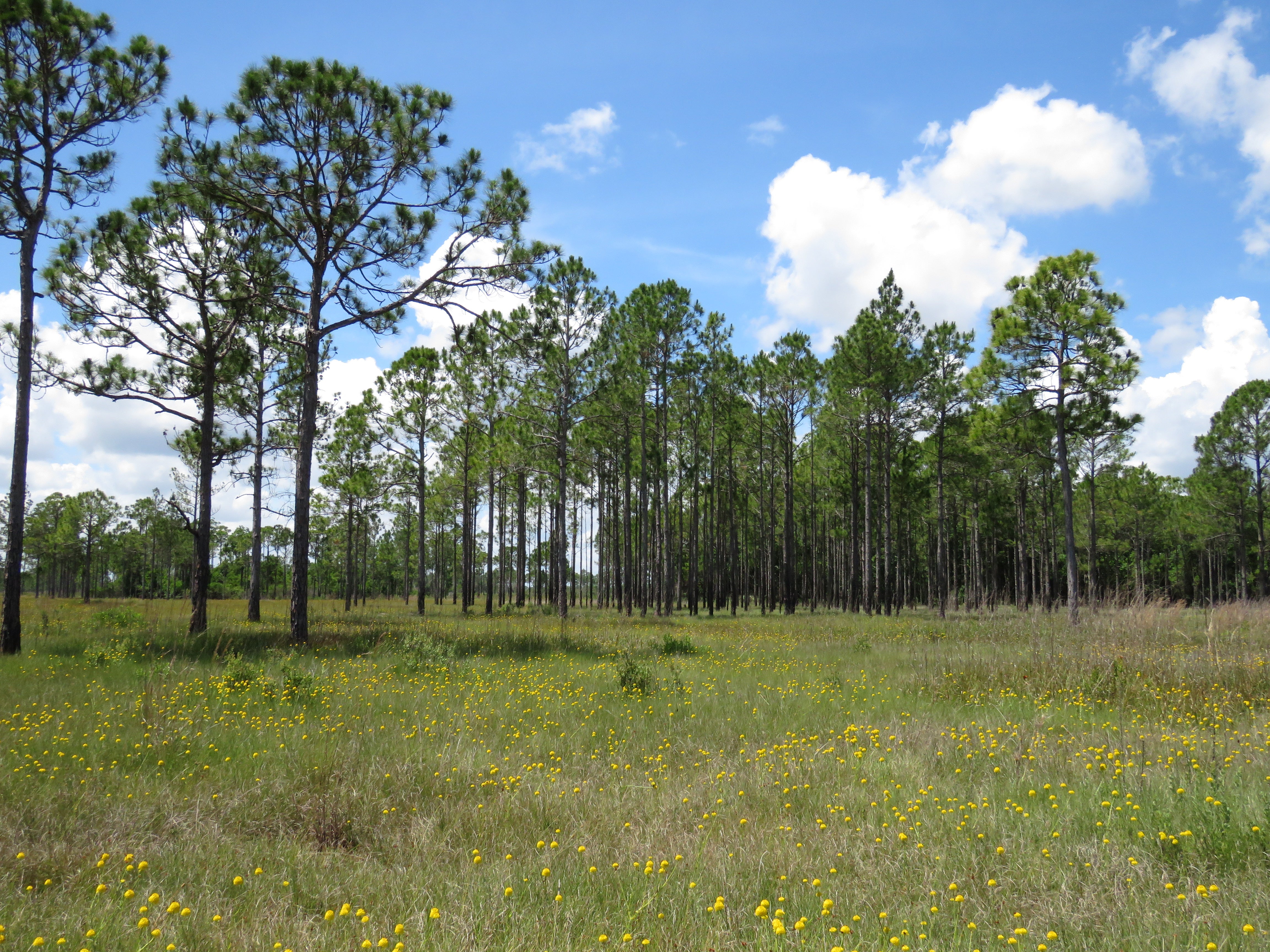 A grassy meadow with yellow flowers - blue sky in the background.