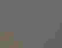 three flamingos standing in the water