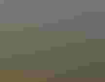 Wading birds and American White Pelicans using the spreader apron on the newly restored Merritt Canal portion of Picayune Strand Restoration Project. Photo: Ken Humiston