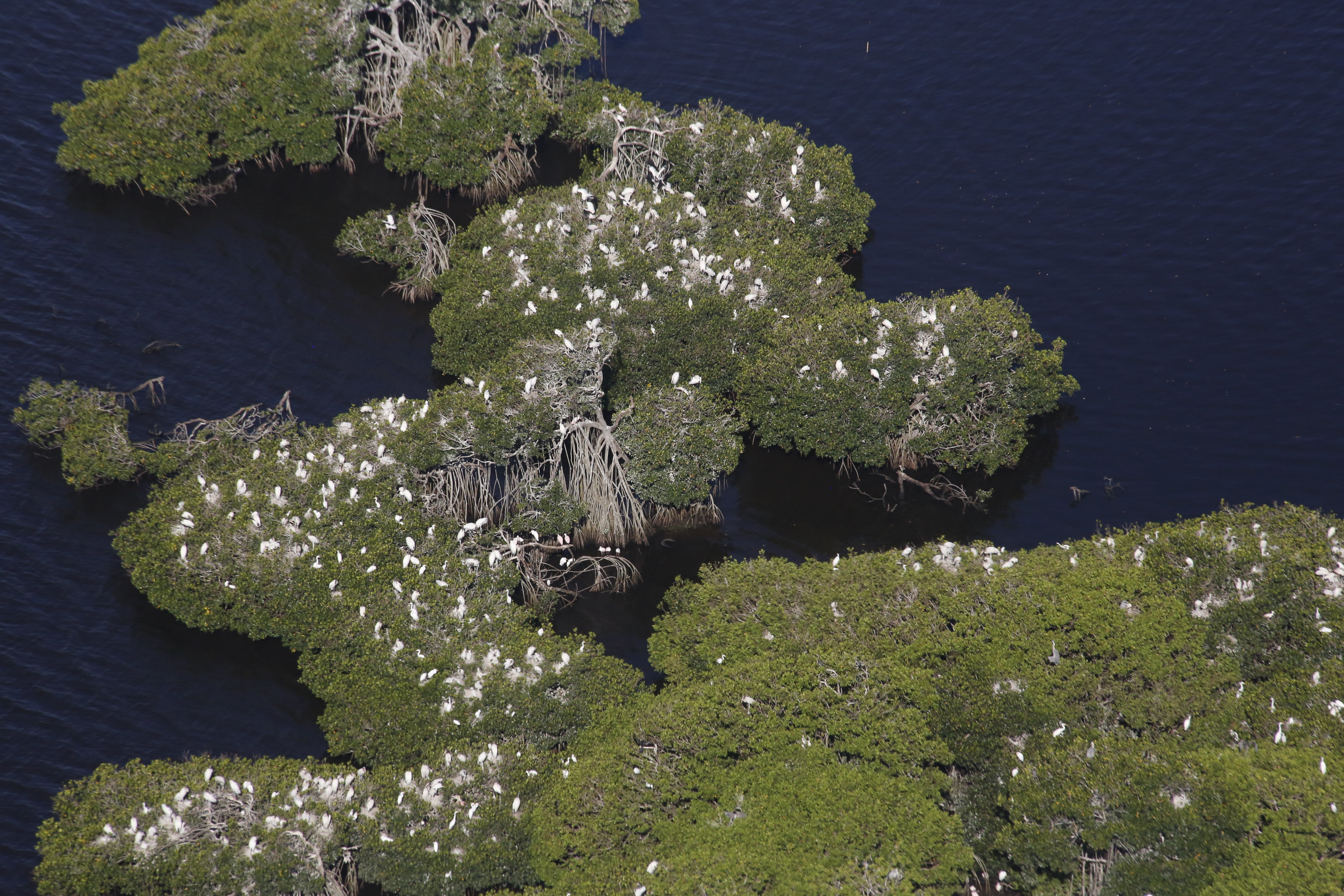 Wood stork nests