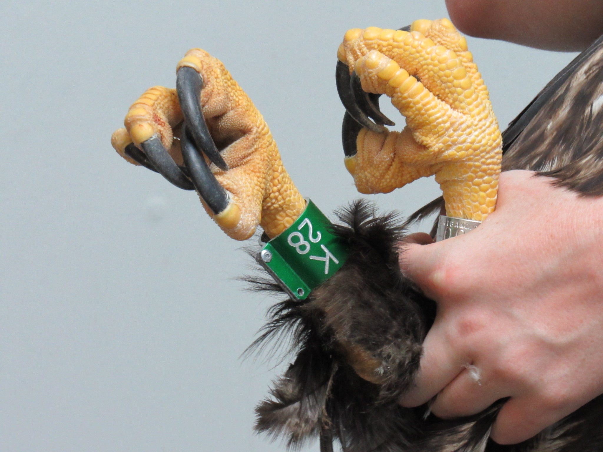 Tagging a bald eagle.