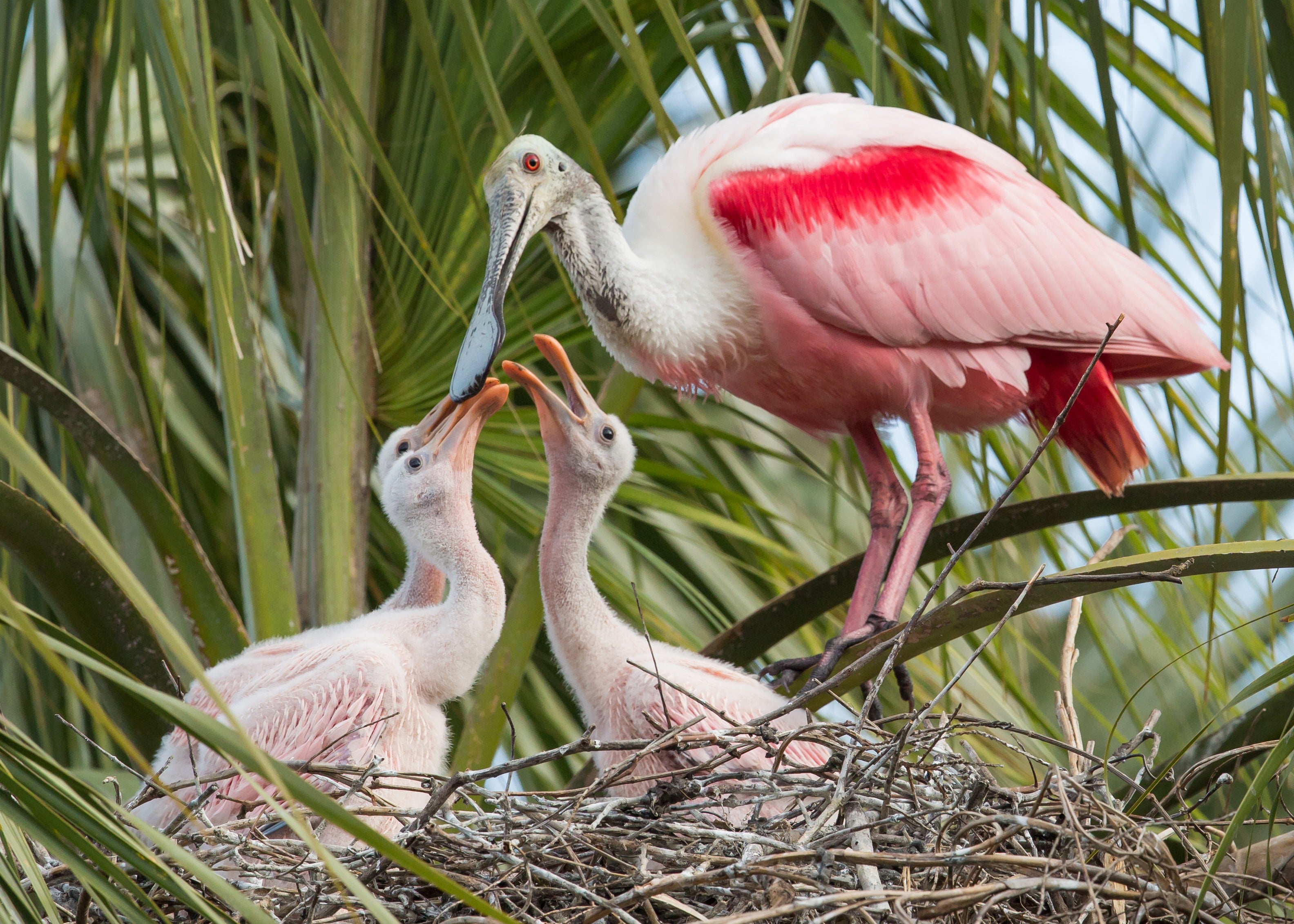 Roseate Spoonbill family