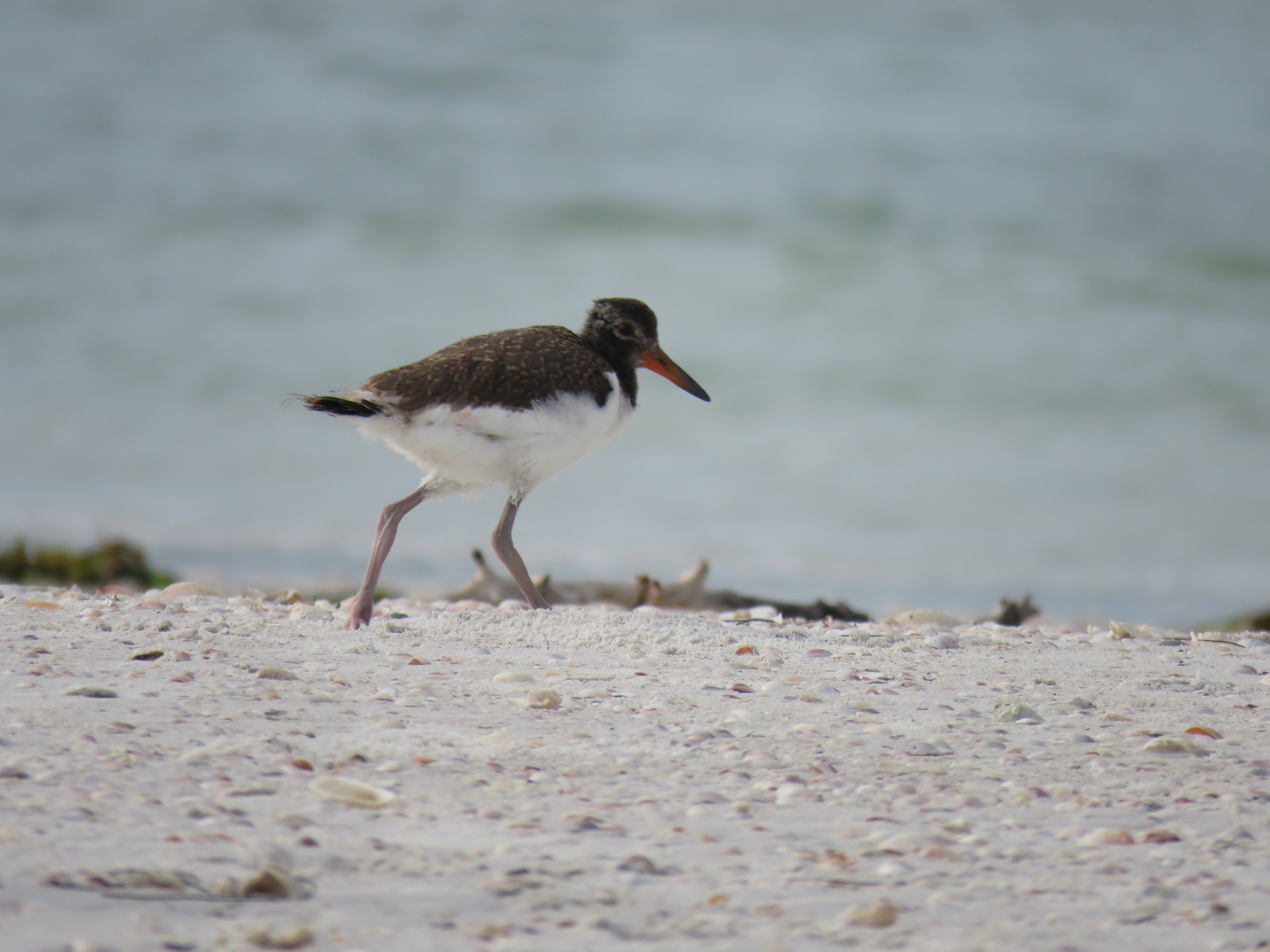 American Oystercatcher on Shell Key.