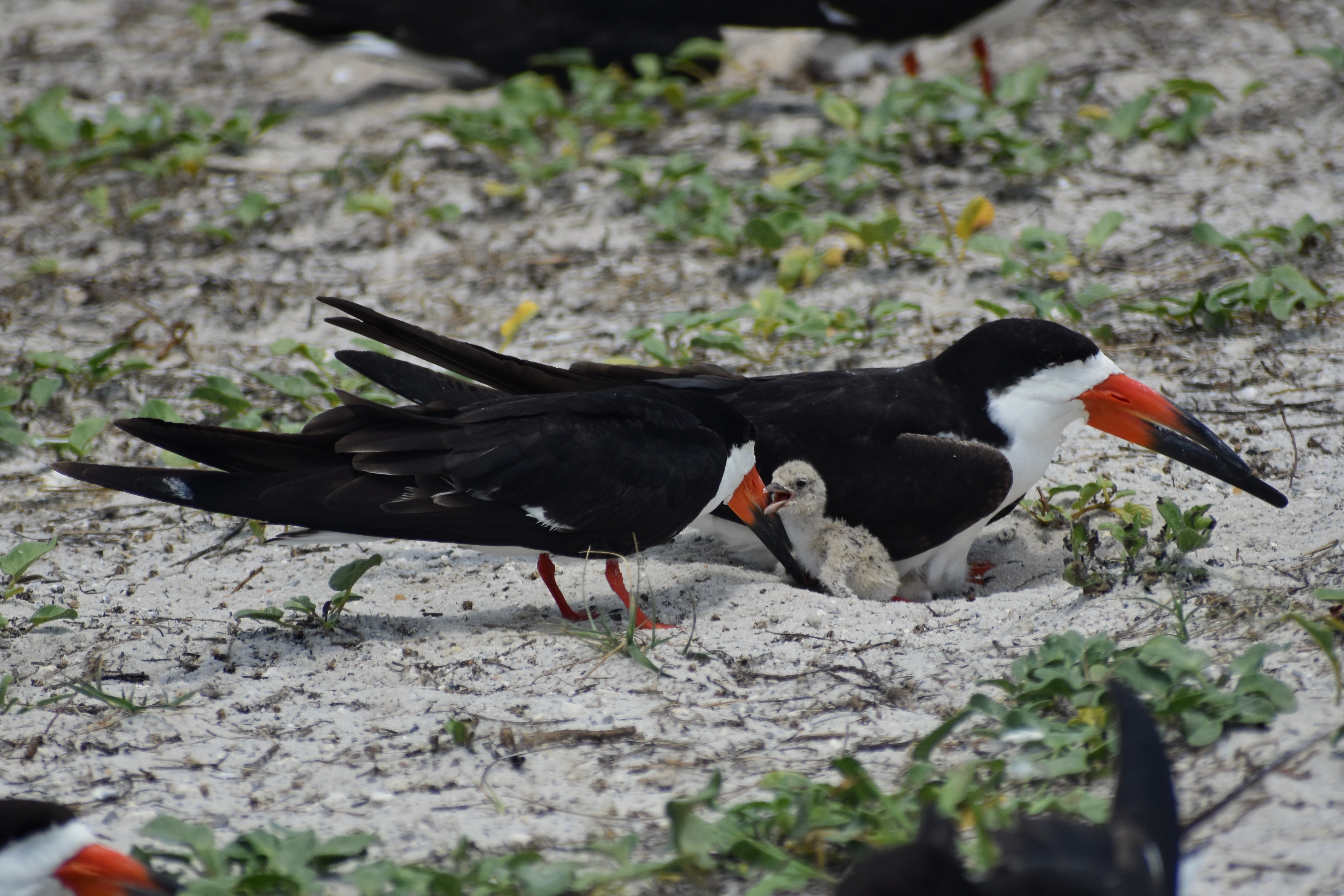 Black Skimmers on Navarre causeway.