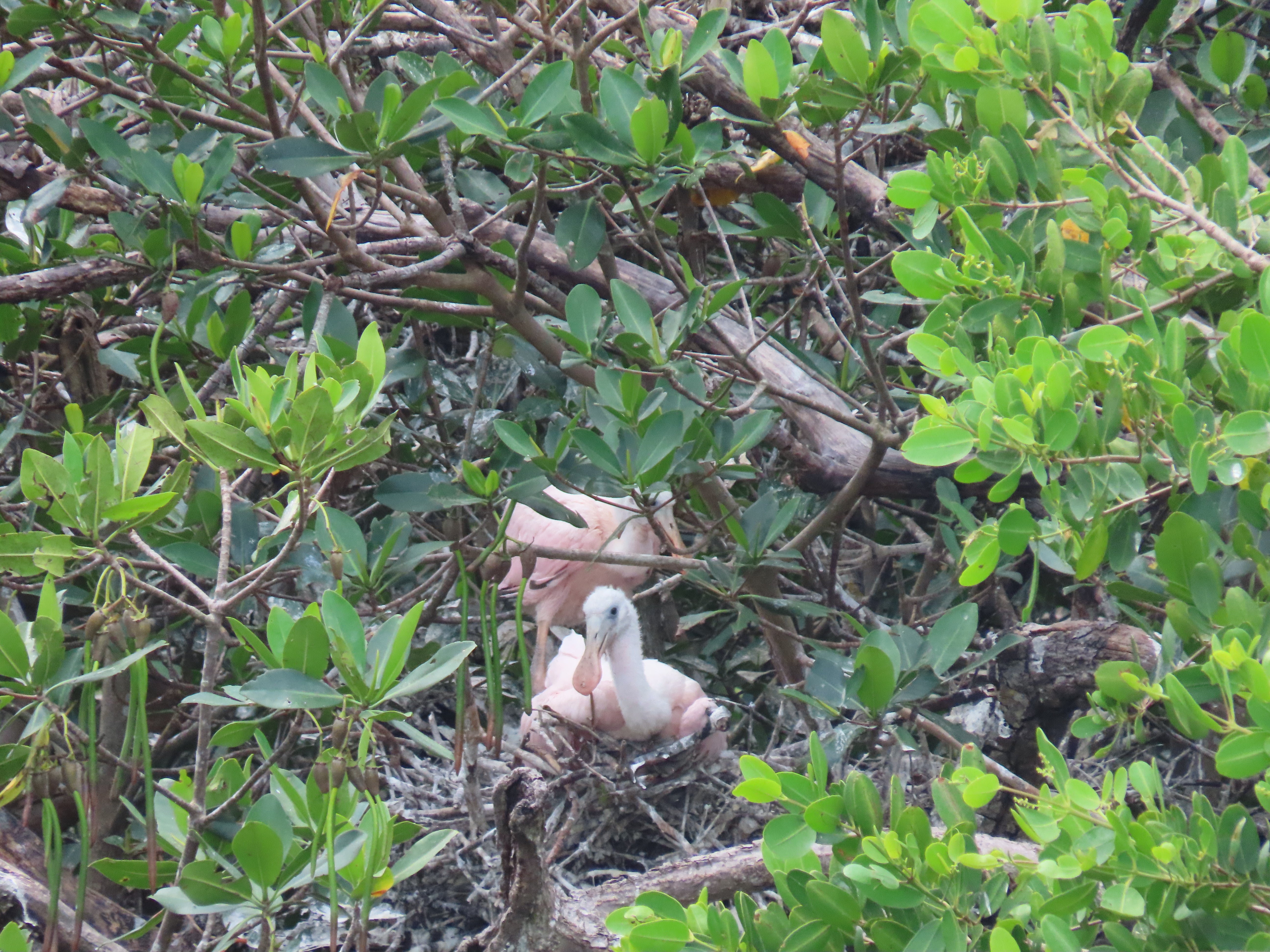 Roseate Spoonbill nest.