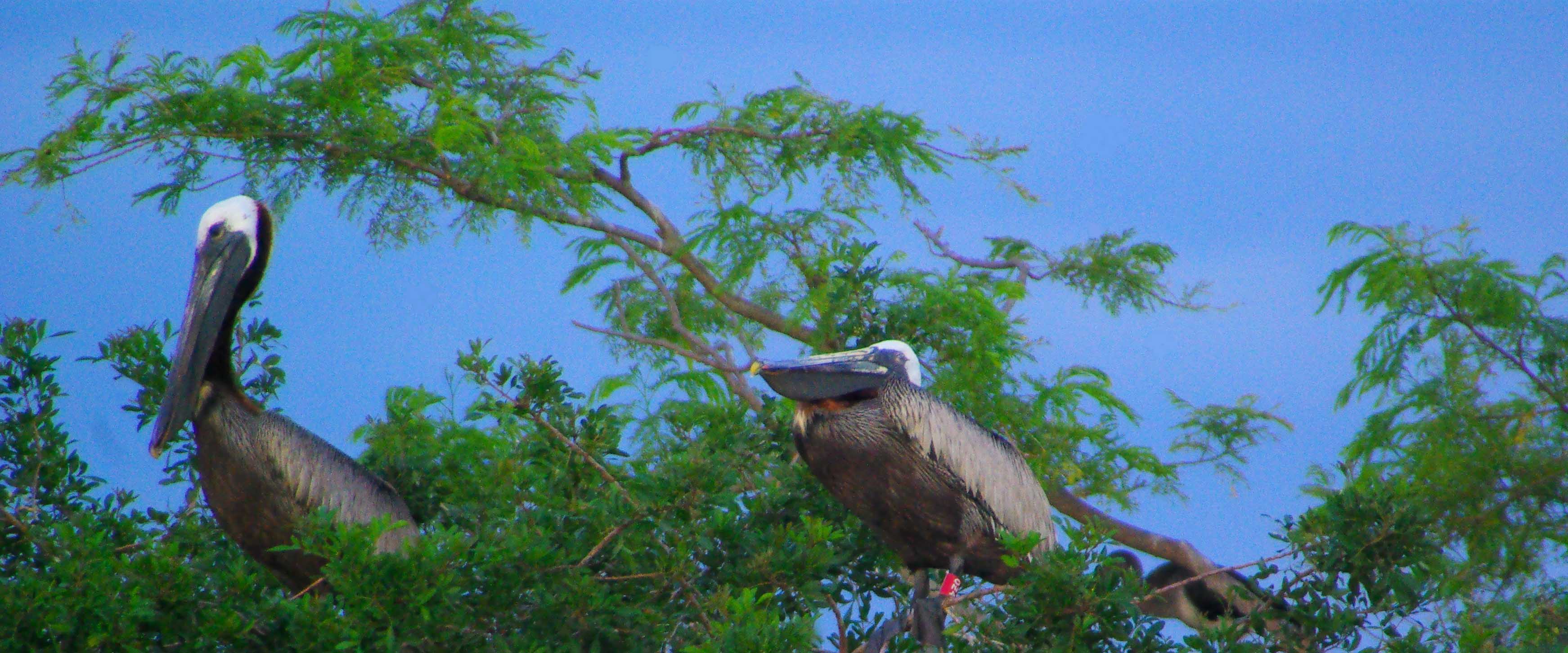 banded brown pelican