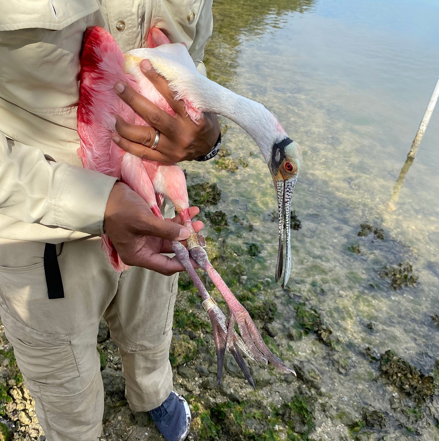 Rachal with spoonbill