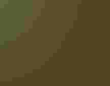 View from below of a black and orange bird in a tree.