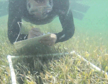 Scientist monitoring seagrass